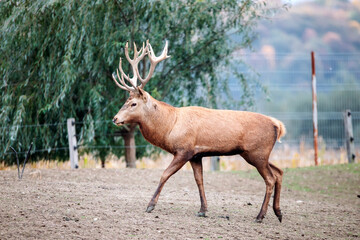 Obraz premium Red deer behind a fence