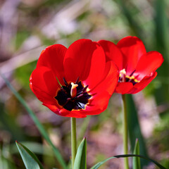 Fototapeta premium two bright red tulips on a green background of vegetation