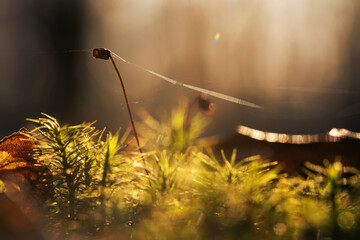Mech w porannym świetle w lesie – naturalne tło, leśna roślinność i spokój natury © Elżbieta Kaps