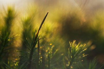 Mech w porannym świetle w lesie – naturalne tło, leśna roślinność i spokój natury © Elżbieta Kaps
