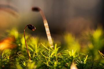 Mech w porannym świetle w lesie – naturalne tło, leśna roślinność i spokój natury © Elżbieta Kaps