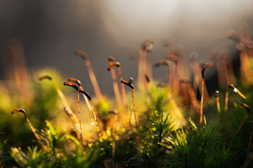 Mech w porannym świetle w lesie – naturalne tło, leśna roślinność i spokój natury © Elżbieta Kaps