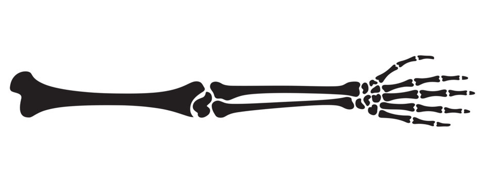 Human arm and hand skeleton illustration, simplified skeletal anatomy vector, medical diagram, educational anatomy graphic, clean isolated design
