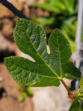 Primer plano de la hoja de la higuera en primavera