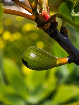 Primer plano del fruto de la higuera