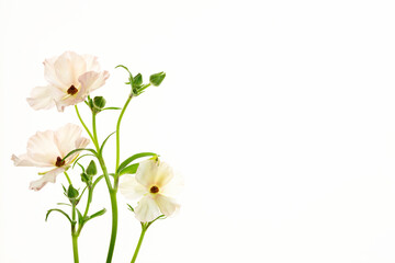 Delikatne jaskry na jasnym tle – romantyczna kompozycja kwiatowa w stylu ślubnym i spa © Elżbieta Kaps