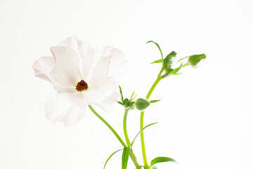 Delikatne jaskry na jasnym tle – romantyczna kompozycja kwiatowa w stylu ślubnym i spa © Elżbieta Kaps