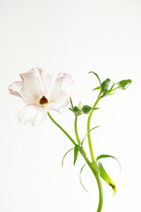 Delikatne jaskry na jasnym tle – romantyczna kompozycja kwiatowa w stylu ślubnym i spa © Elżbieta Kaps