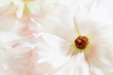 Delikatne jaskry na jasnym tle – romantyczna kompozycja kwiatowa w stylu ślubnym i spa © Elżbieta Kaps