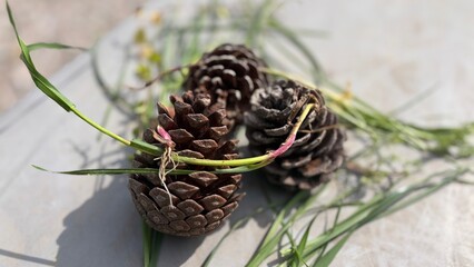 close up of a pine cone