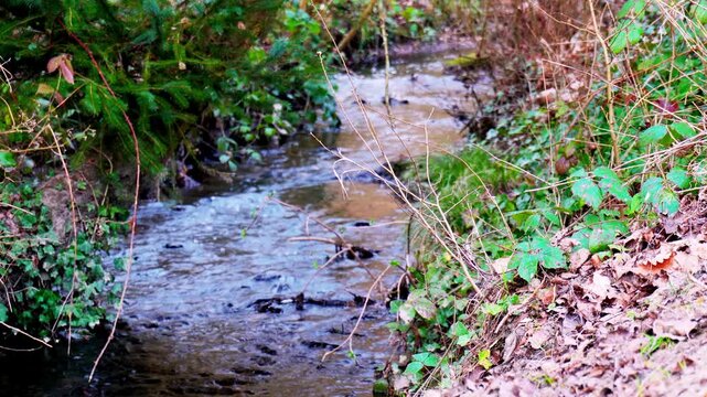 Son d'un ruisseau avec une pierre et un bout de bois (&Eacute;tangs de La Mini&egrave;re)