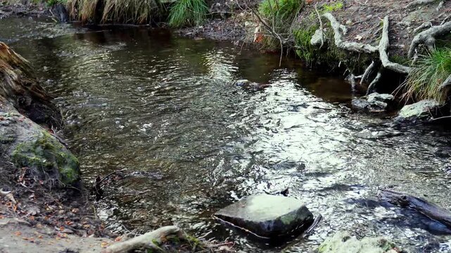 Son d'un ruisseau avec une pierre (&Eacute;tangs de La Mini&egrave;re)