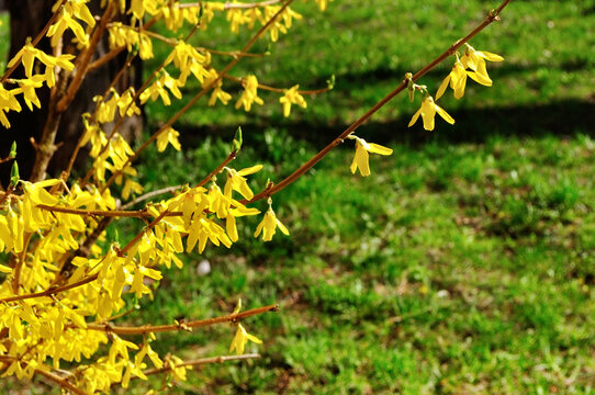 Blooming flowers of forsythia. Forsythia is a genus of flowering plants in the family Oleaceae - olive family. Spring natural sunny floral background