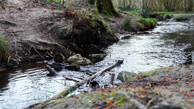 Son d'un ruisseau avec une pierre et un bout de bois (&Eacute;tangs de La Mini&egrave;re)