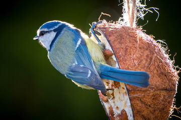 a blue tit on at a coconut for birds, at a spring morning in the garden © DoreenB. Photography