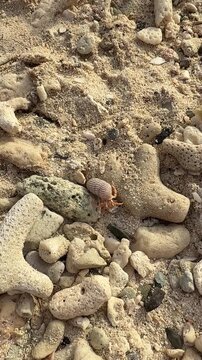 Hermit crab crawling on coral beach sand in Playa lagun, Curazao.
