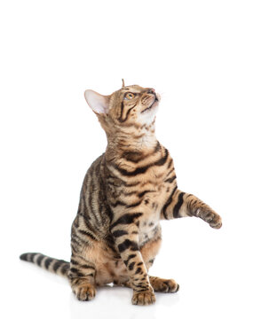 Playful adult bengal cat sitting and looking away and up on empty space. Isolated on white background