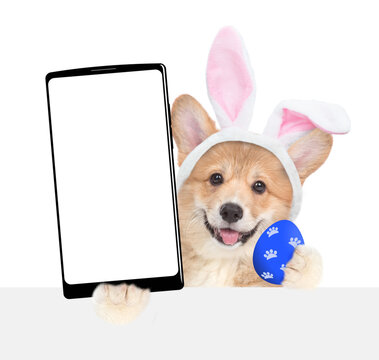 Happy Pemboke Welsh Corgi puppy wearing easter rabbits ears holds painted agg and big smartphone with white blank screen in it paw above blank white banner. isolated on white background