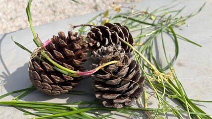 pine cone on the ground © Apollo0117