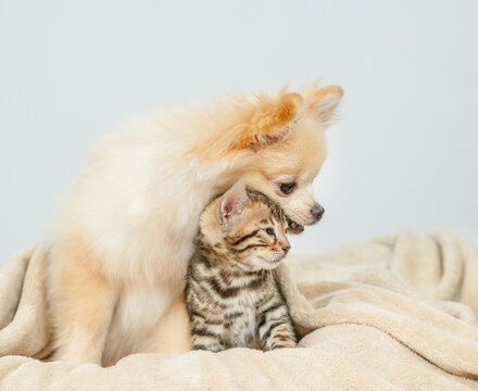 Cute Spitz puppy wrapped in cozy plaid embraces bengal kitten on a bed at home. Pets look away on empty space