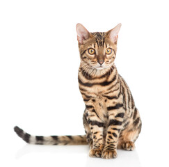 Adult Bengal cat sitting in front view and looking at camera. Isolated on white background