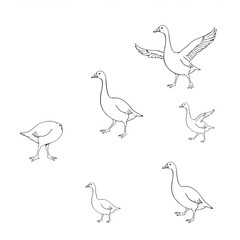 Fototapeta premium A group of geese are illustrated in various poses on a white background