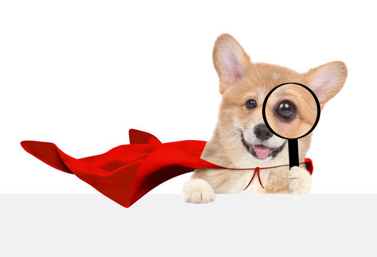 Funny Red Pembroke Welsh Corgi puppy wearing superhero costume looks through a magnifying lens above blank white banner. Isolated on white background