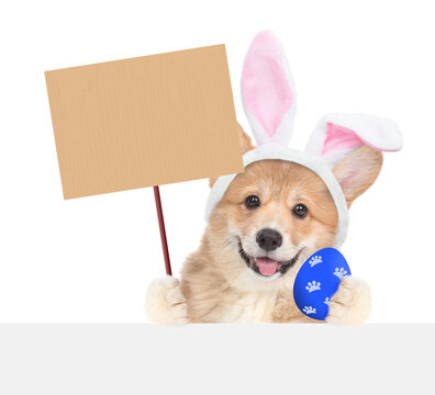 Smiling Pembroke Welsh Corgy puppy wearing easter rabbits ears holding colorful easter egg and showing blank placard above blank white banner. Isolated on white background