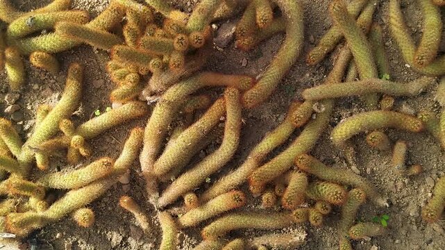 Mammillaria elongata cactus cluster growing on sandy soil. Desert succulent plants forming natural pattern showing drought resistant flora, arid ecosystem and botanical garden texture.