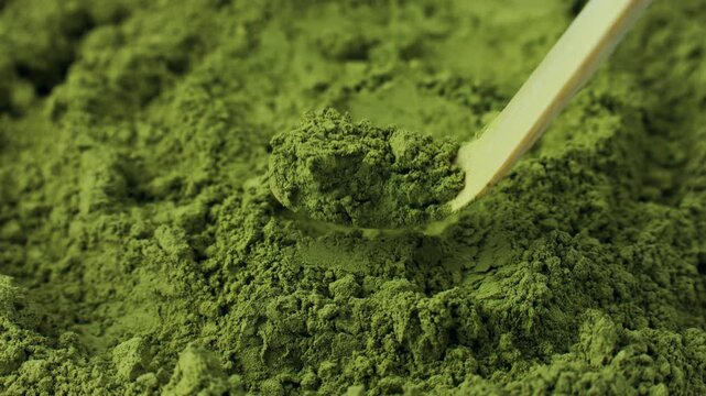 Matcha green tea powder taking with bamboo chashaku scoop close up. Moringa, Spirulina, chlorella superfoods
