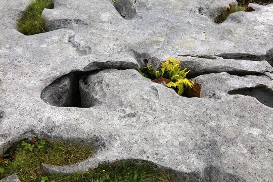 The Burren peculiar rock formations in County Clare, Ireland. Karst limestone pavement with grikes and clints.
