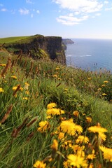 Fototapeta premium Cliffs of Moher summer landscape in County Clare, Ireland. Wildflowers in Ireland.