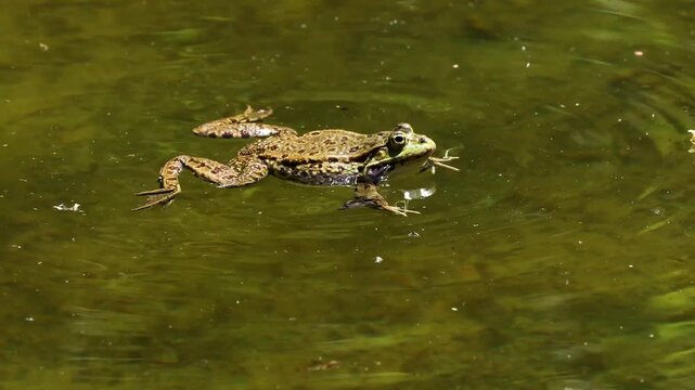 Common frog, Rana temporaria, single reptile croaking in water, also known as the European common frog or European grass frog is a semi-aquatic amphibian of the family Ranidae