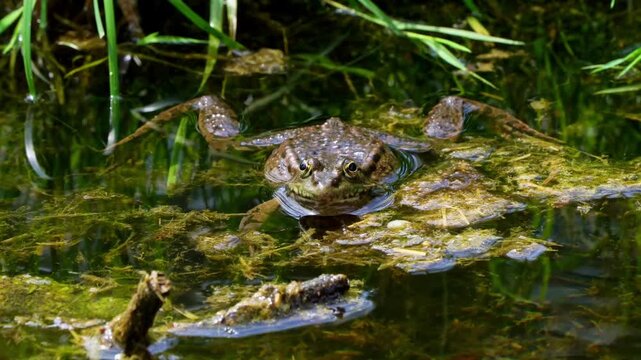 Common frog, Rana temporaria, single reptile croaking in water, also known as the European common frog or European grass frog is a semi-aquatic amphibian of the family Ranidae