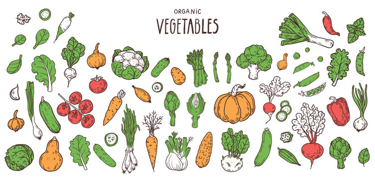 Farm market  vegetables. Hand drawn vector set. Organic food Illustration collection.  Food doodles Illustration for menu, packaging design.  Simple sketch style. Partially colored
