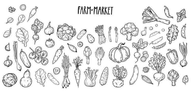 Farm market  vegetables. Hand drawn vector set. Organic food Illustration collection.  Food doodles Illustration for menu, packaging design.  Simple sketch style. 