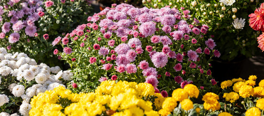 Obraz premium Various chrysanthemum plants in full bloom, featuring yellow, white, and purple flowers in pots arranged on a garden bench.