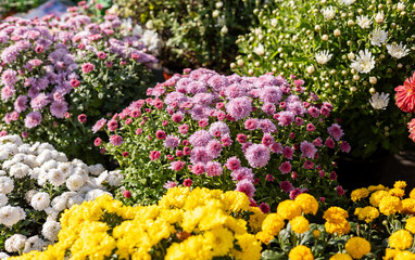 Obraz premium Various chrysanthemum plants in full bloom, featuring yellow, white, and purple flowers in pots arranged on a garden bench.