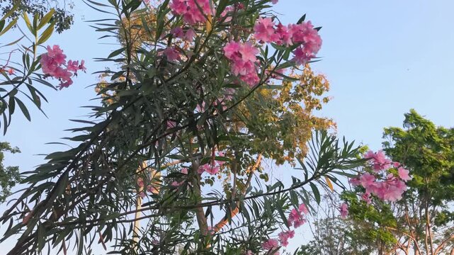 Beautiful pink Nerium oleander flowers swaying gently in breeze within lush green park. Pink oleander blossoms swaying in wind. Vibrant pink kaner flower or Nerium oleander blooming on evergreen shrub