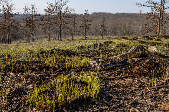 Springtime in a glade after a burn in the Missouri Ozarks