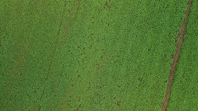 Spiral Shot of dense green rapeseed crop texture. Drone top view of dense young rapeseed plants forming natural agricultural texture and uniform crop pattern.