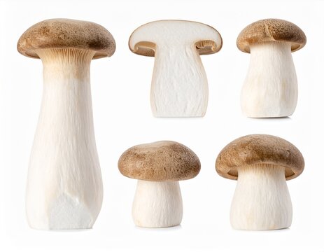 Organic eringi mushrooms on clean white background
