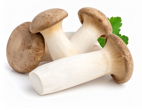 Raw eringi mushrooms on white clean background

