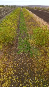 Drone flying forward above autumn orchard and farmland. Aerial forward flight above orchard rows with autumn foliage surrounded by agricultural landscape in rural countryside.