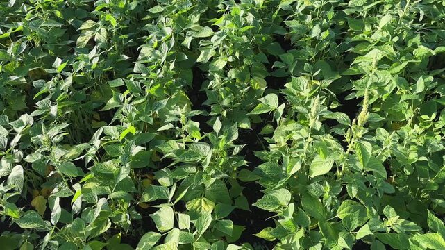 Rows of young bean on a field in sunny morning
