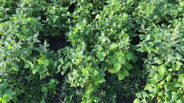 Rows of young bean on a field in sunny morning