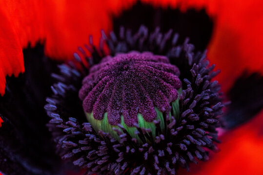 Mohnblume mit Bokeh Close Up