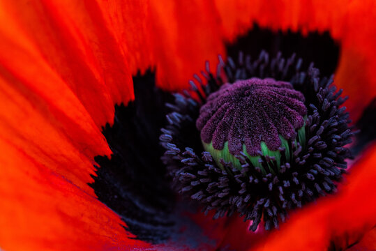 Mohnblume mit Bokeh Close Up