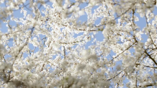 A blooming plum tree