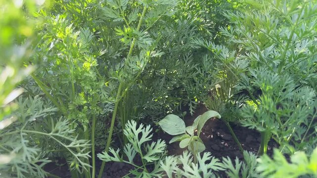 Carrot leaves on field in windy sunny weather, bottom view